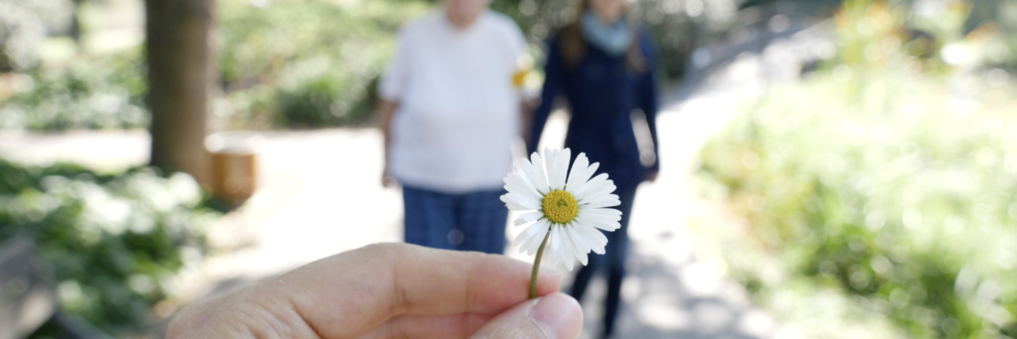 Gänseblümchen im Zentrum des Bildes mit Spaziergängern im Hintergrund